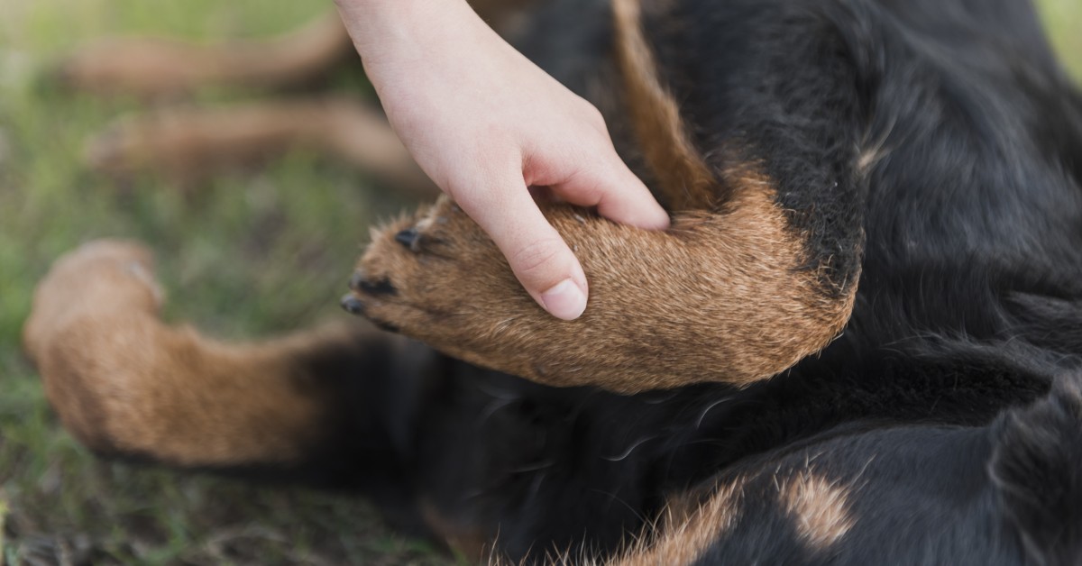 Arthritis in Dogs - Signs, Symptoms, and Treatment